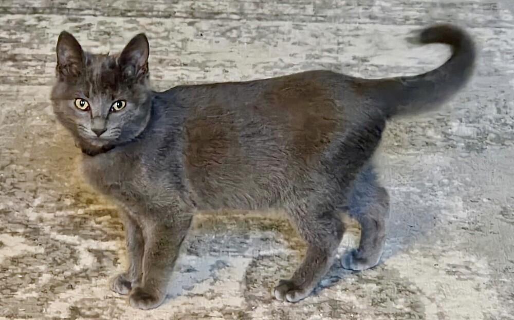 Enlarge Gary, a Adoptable mixed breed in Little Rock, AR image 2/6