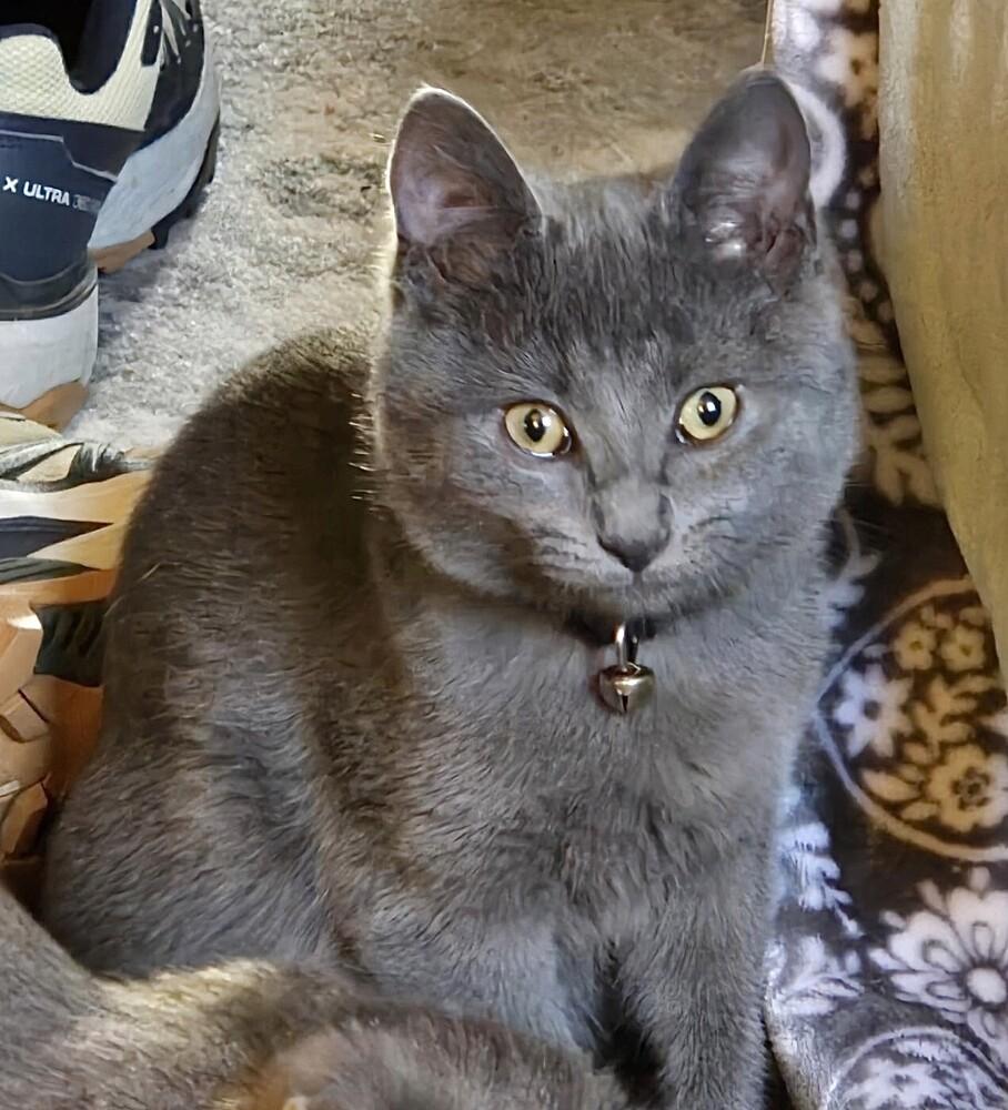 Enlarge Gary, a Adoptable mixed breed in Little Rock, AR image 3/6