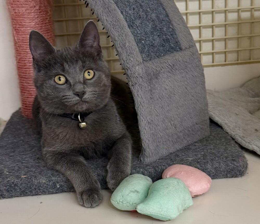 Enlarge Gary, a Adoptable mixed breed in Little Rock, AR image 5/6