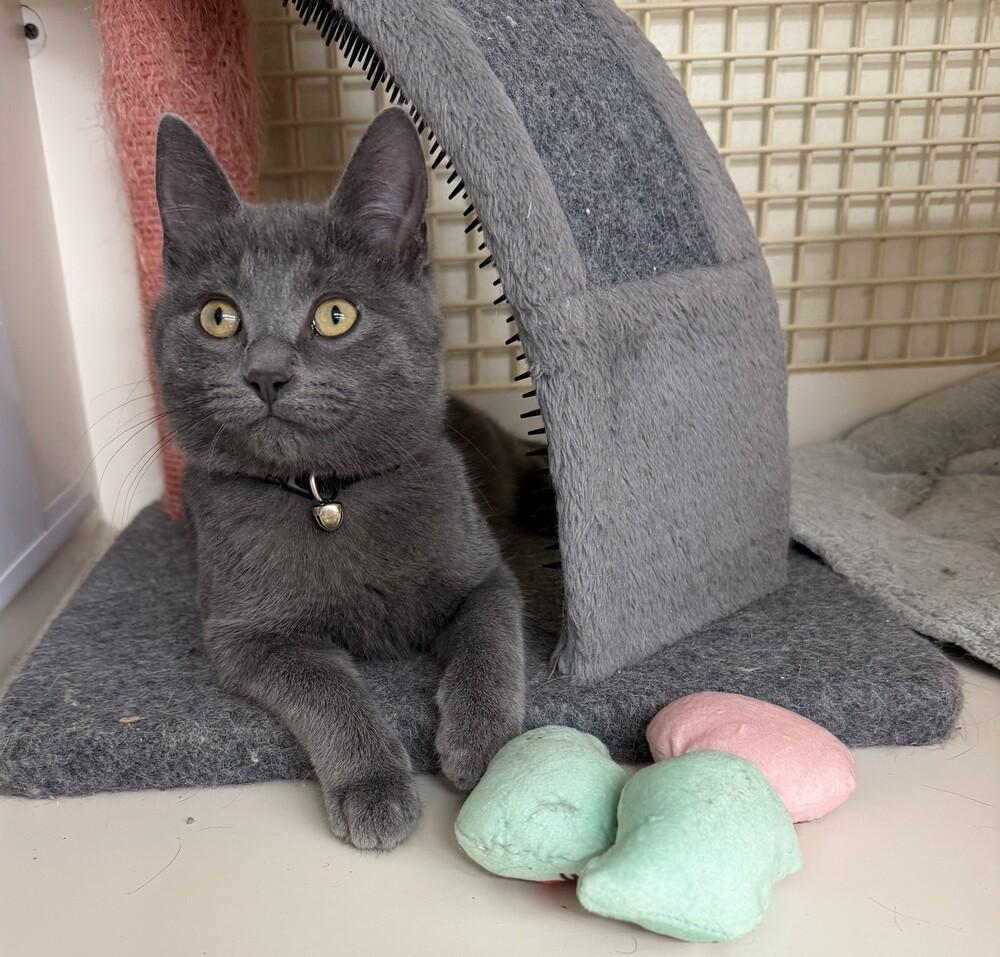 Enlarge Gary, a Adoptable mixed breed in Little Rock, AR image 6/6