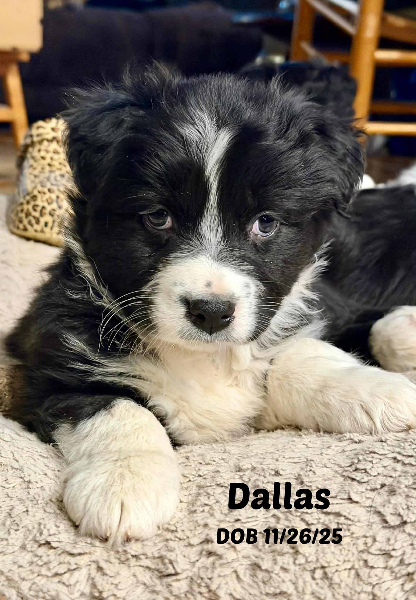 Dallas, ADOPTABLE, Puppy Male Border Collie.