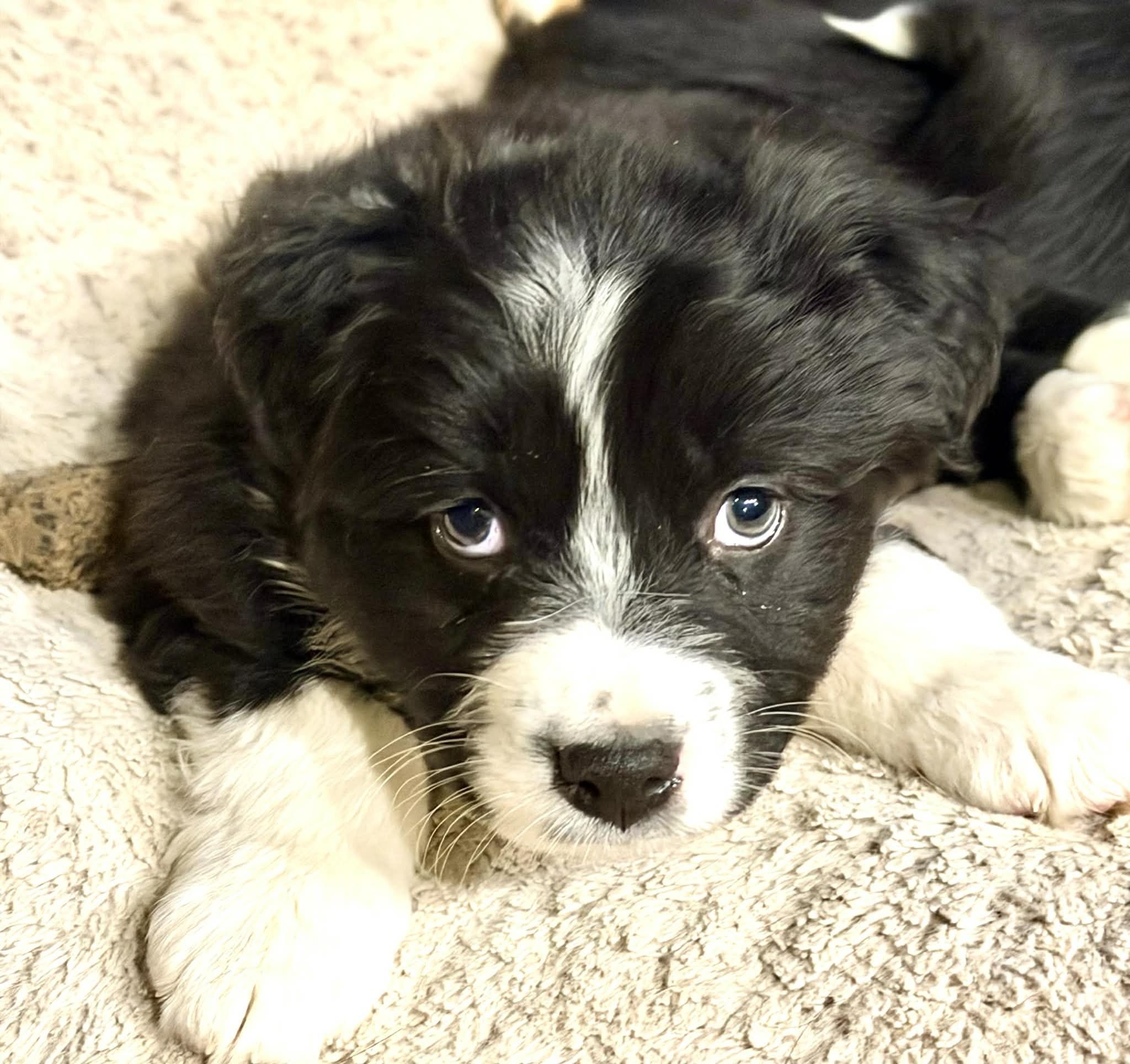 Enlarge Dallas, a ADOPTABLE Border Collie in Seymour, IN image 2/3
