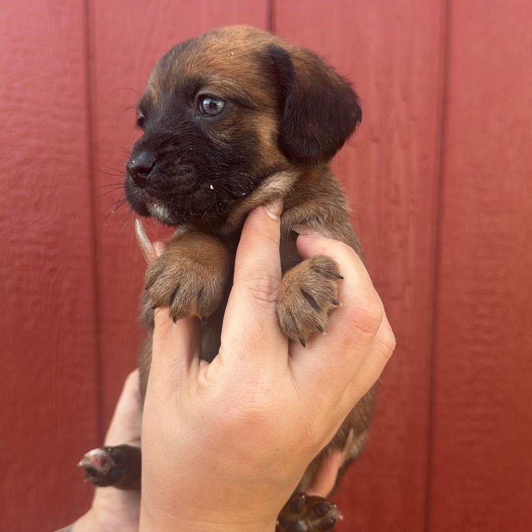 Enlarge Perri, a Adoptable mixed breed in Crosby, TX image 4/4