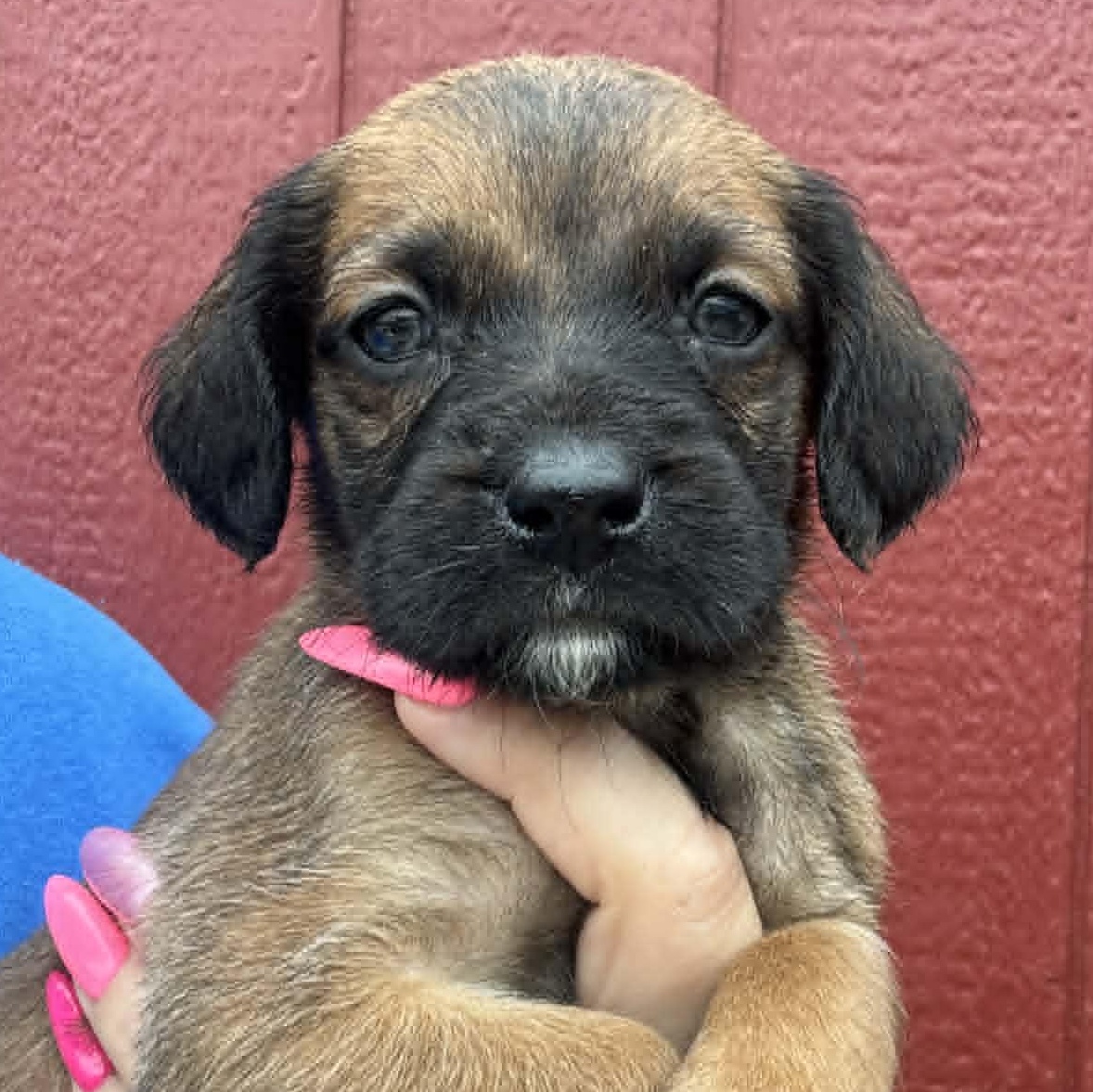 Enlarge Perri, a Adoptable mixed breed in Crosby, TX image 1/4