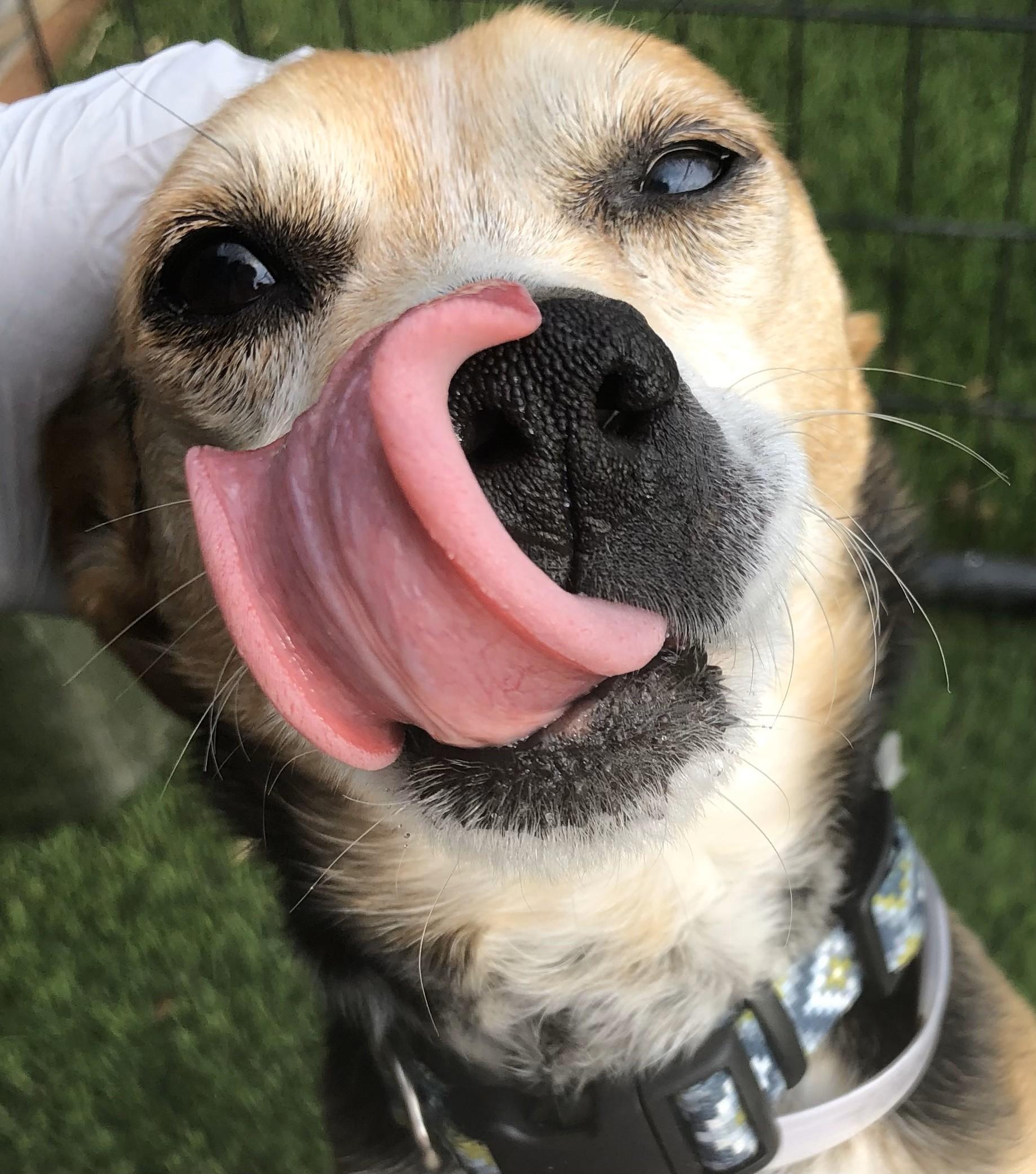 Riley, Adoptable, Adult Male Chihuahua & Beagle.