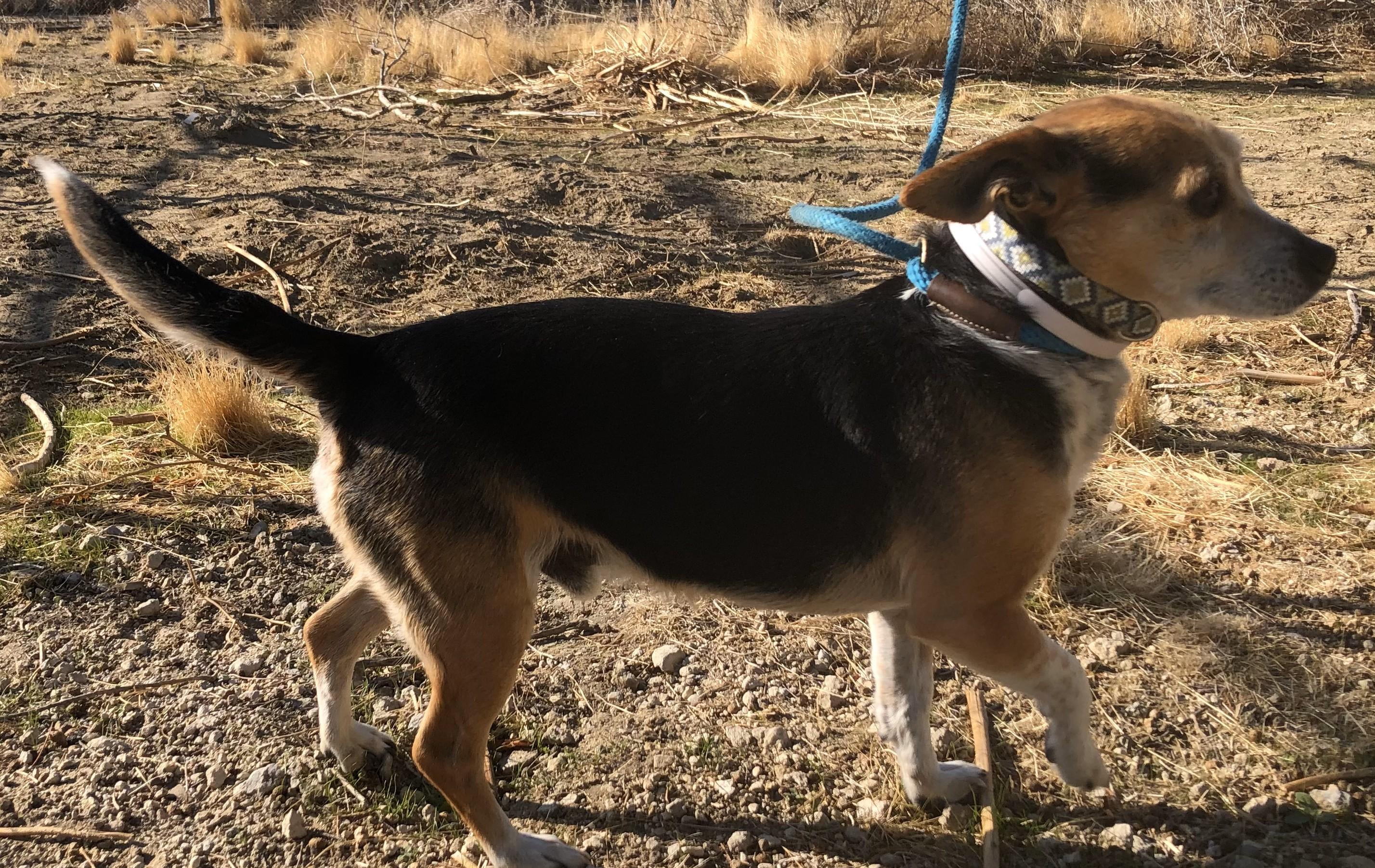 Enlarge Riley, a Adoptable mixed breed in Lancaster, CA image 2/3