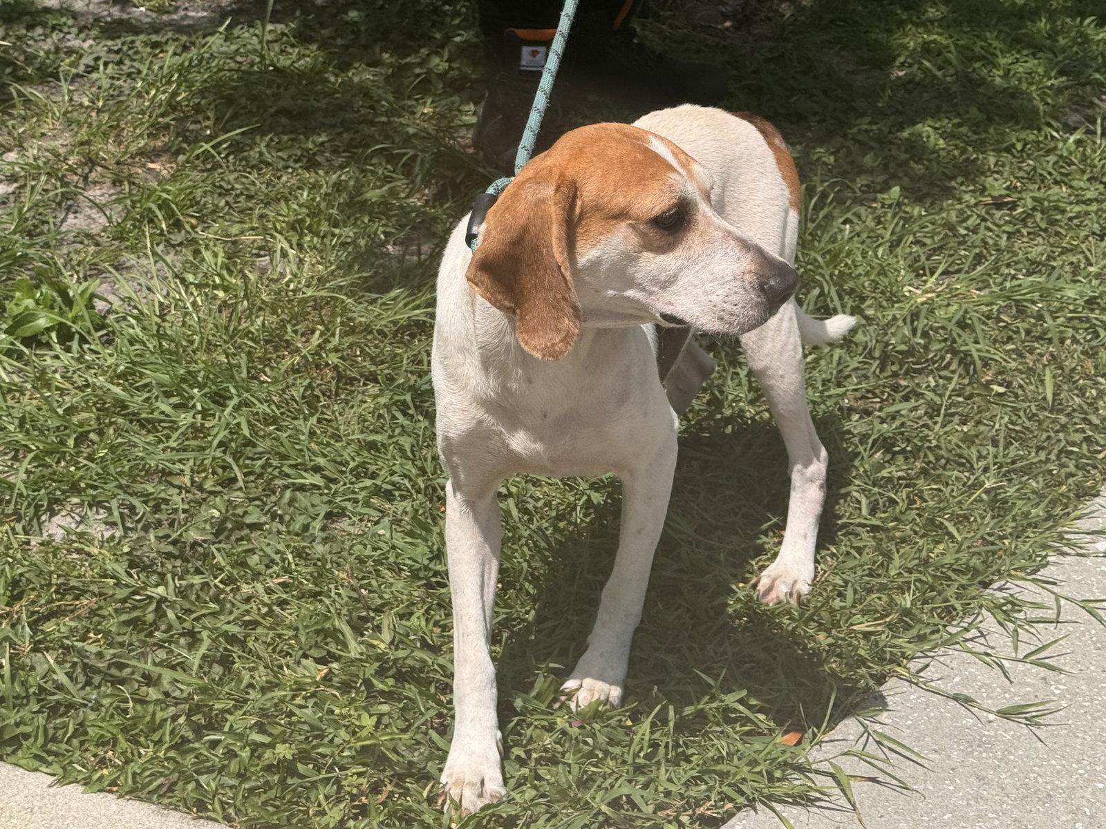 Enlarge Wyatt, a Adoptable mixed breed in Sanford, FL image 1/3