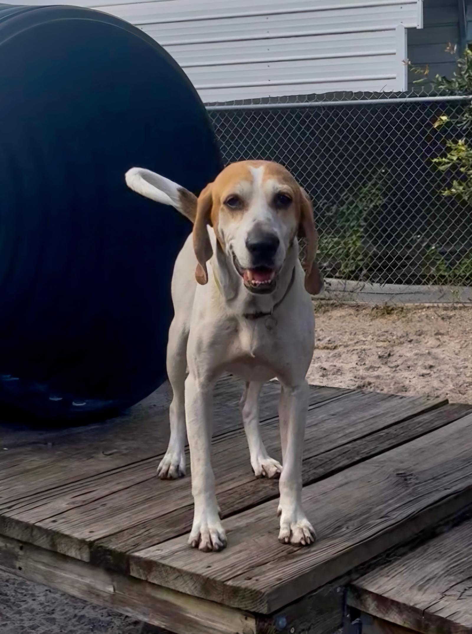 Wyatt, Adoptable, Adult Male Beagle & Treeing Walker Coonhound.