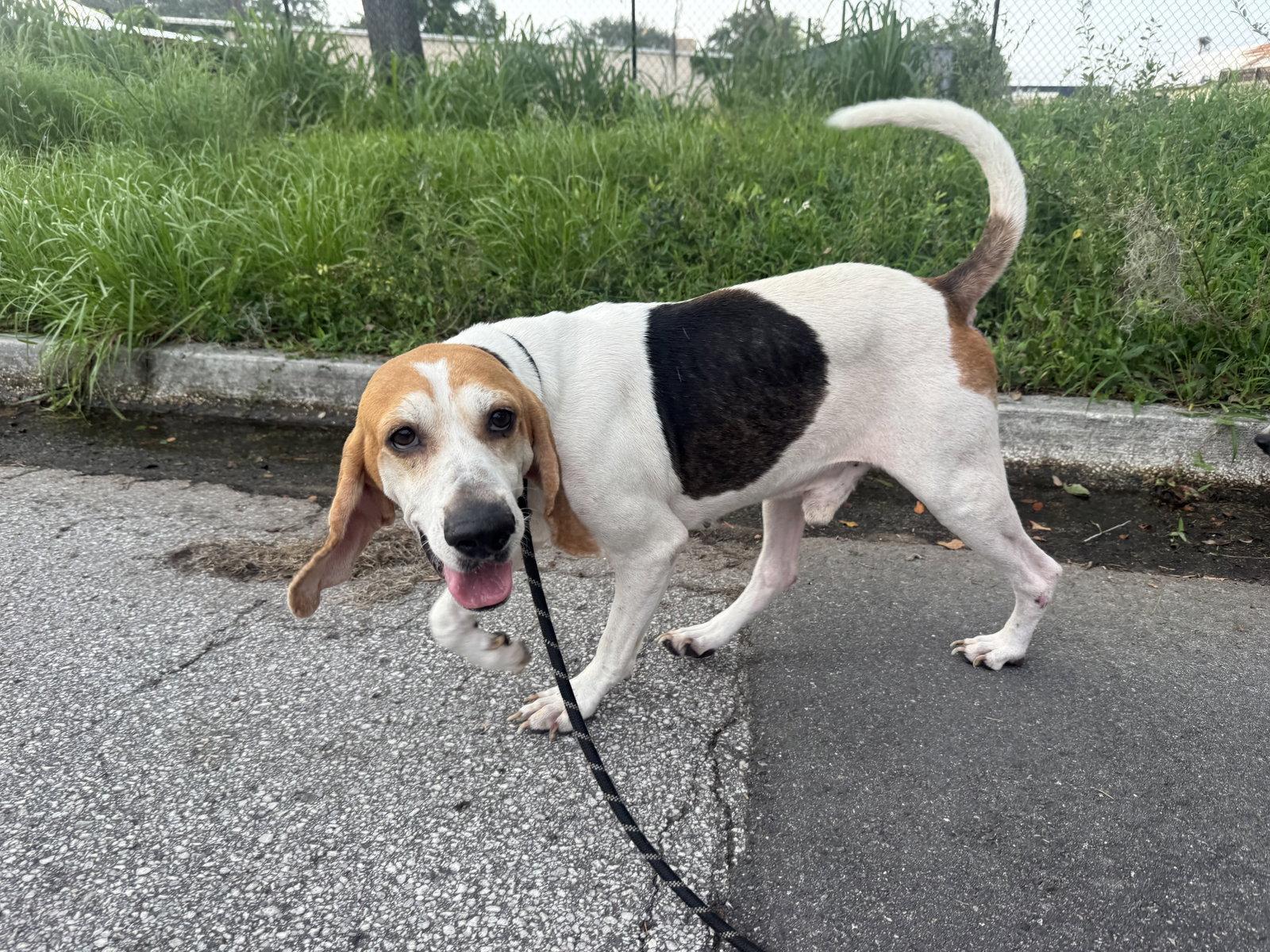 Enlarge Wyatt, a Adoptable mixed breed in Sanford, FL image 2/3