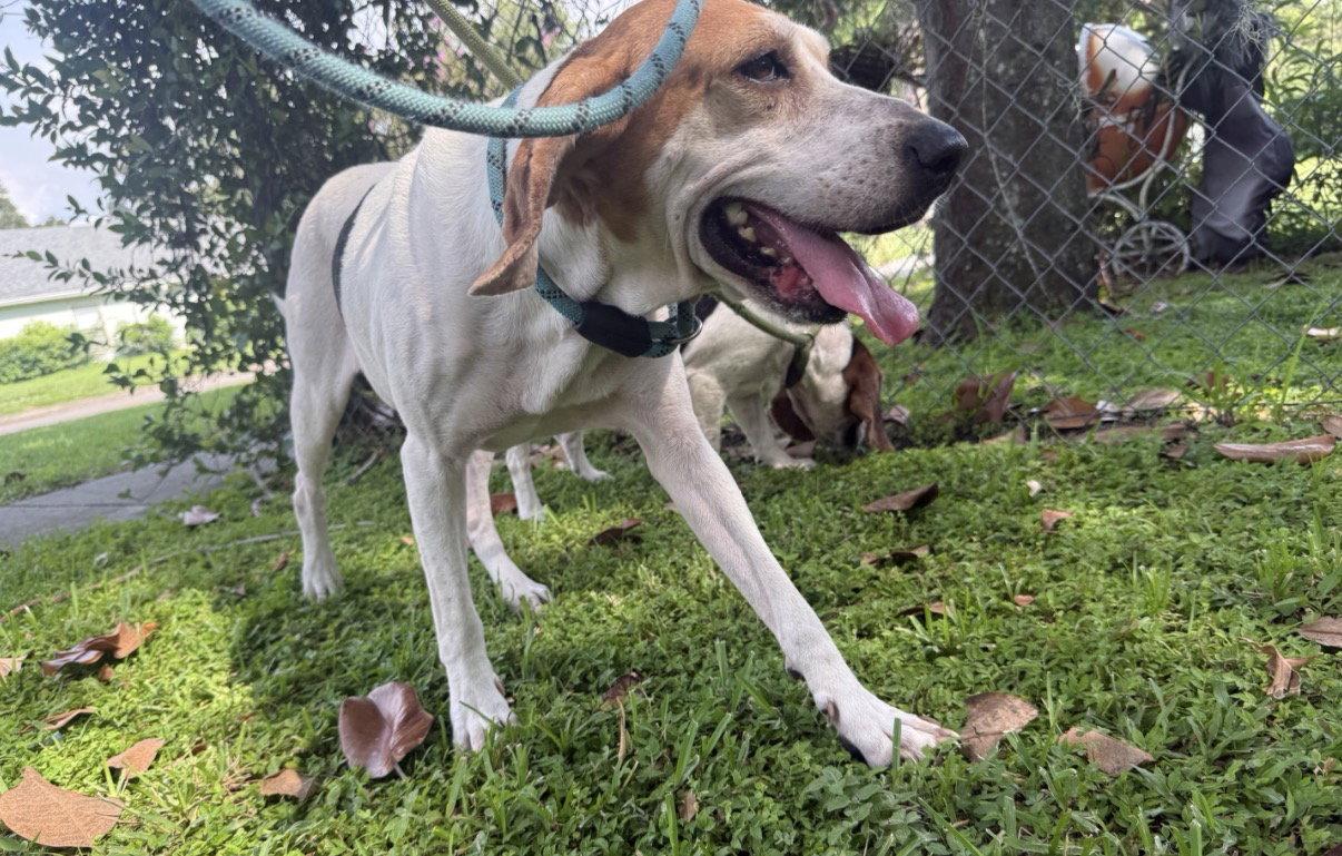 Enlarge Wyatt, a Adoptable mixed breed in Sanford, FL image 2/3