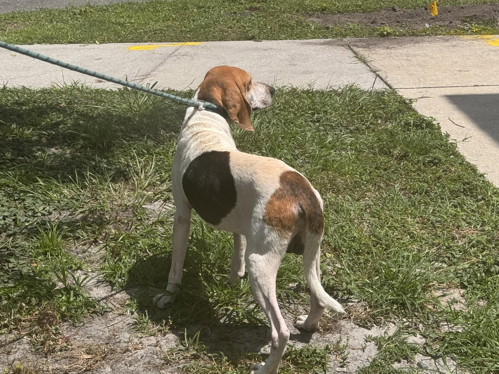 Enlarge Wyatt, a Adoptable mixed breed in Sanford, FL image 3/3