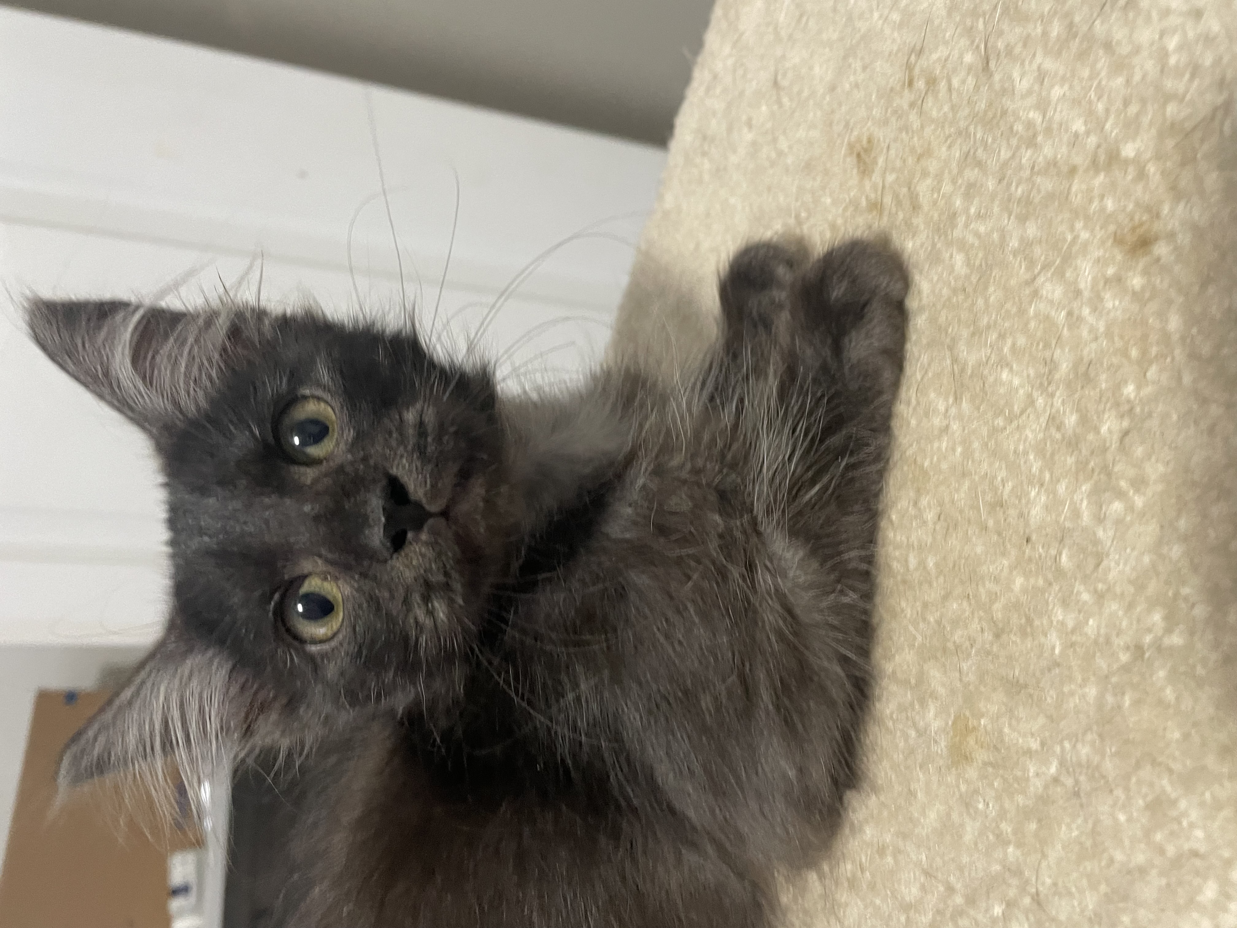 Mystic, Adopted, Kitten Male Domestic Long Hair.
