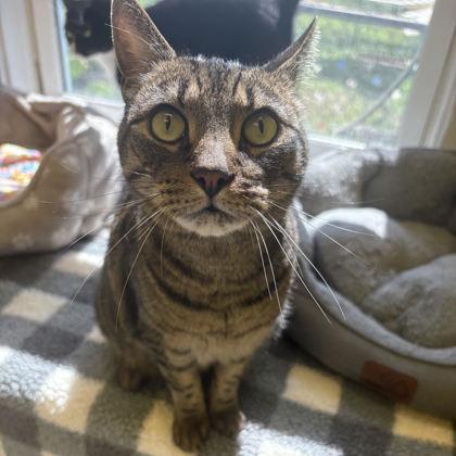 Heen, a Adoptable Domestic Short Hair in East Montpelier, VT image 1/3