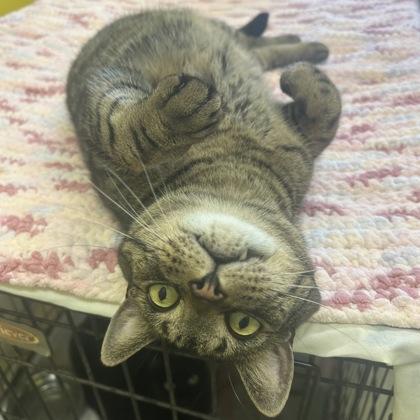 Heen, a Adoptable Domestic Short Hair in East Montpelier, VT image 2/3