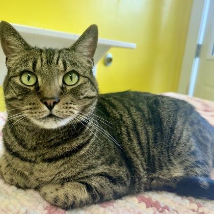 Heen, a Adoptable Domestic Short Hair in East Montpelier, VT image 3/3