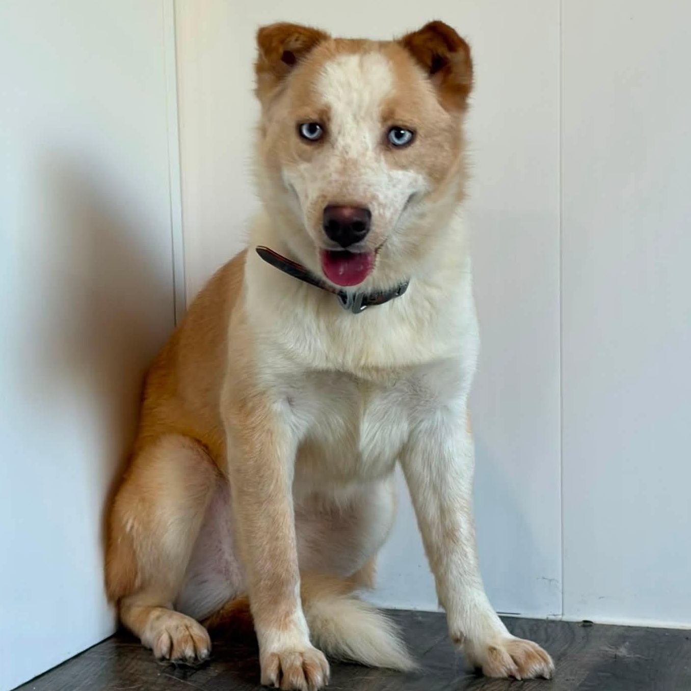 Chai, ADOPTABLE, Young Female Husky.