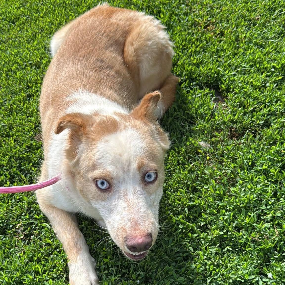 Enlarge Chai, a ADOPTABLE mixed breed in Alma, MI image 2/3