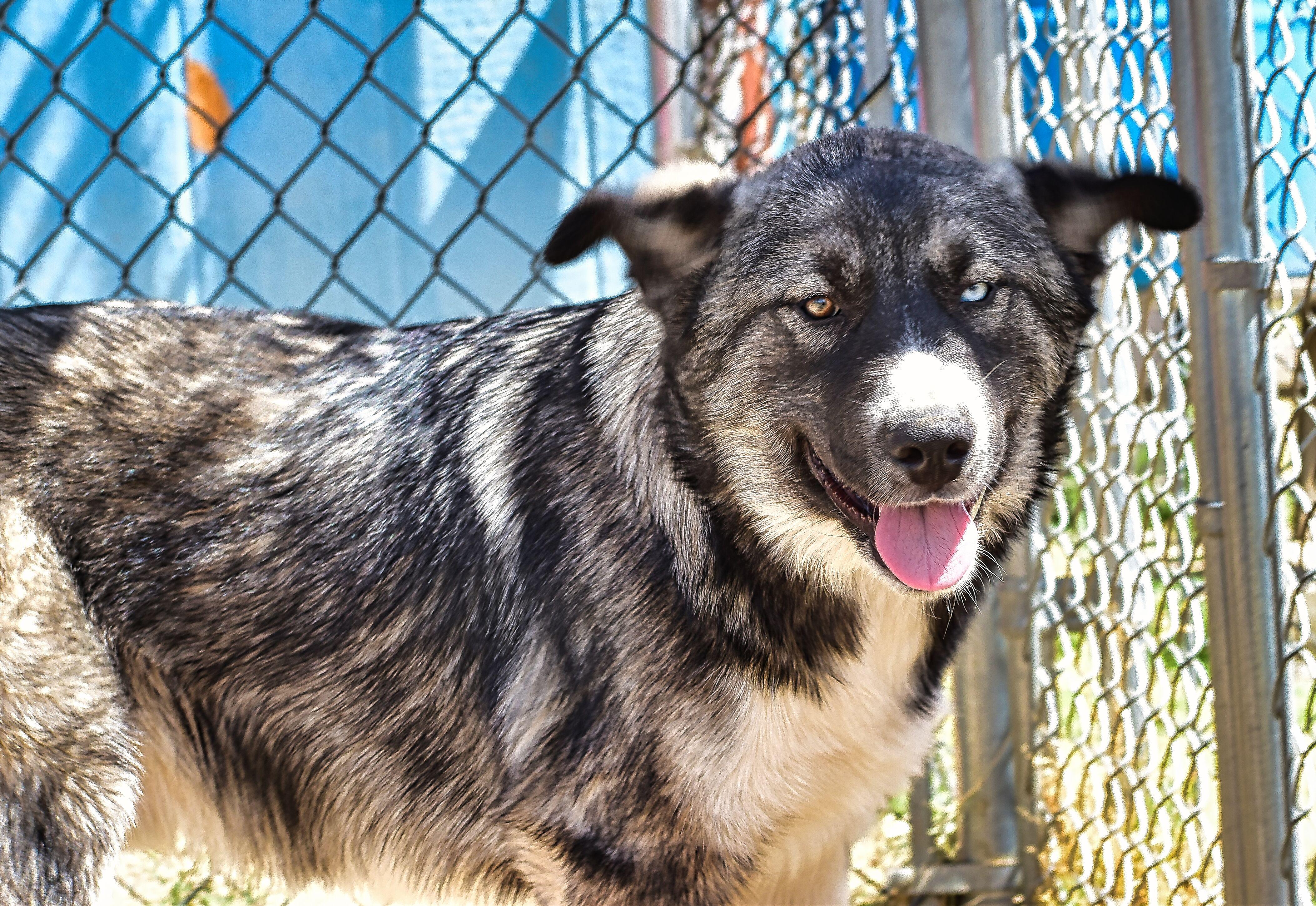 Enlarge Buster, a ADOPTABLE mixed breed in Mayer, AZ image 3/3