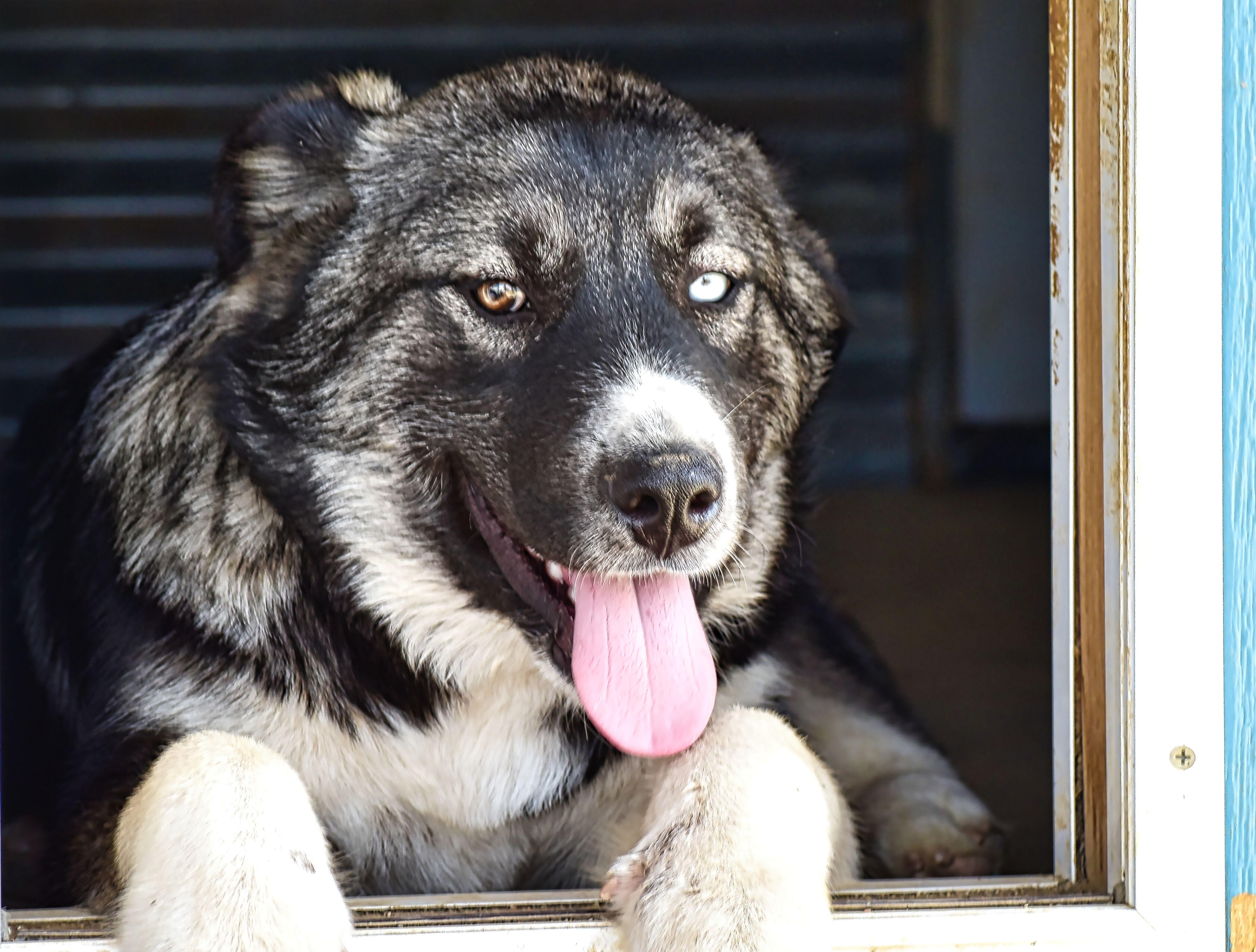 Enlarge Buster, a ADOPTABLE mixed breed in Mayer, AZ image 2/3