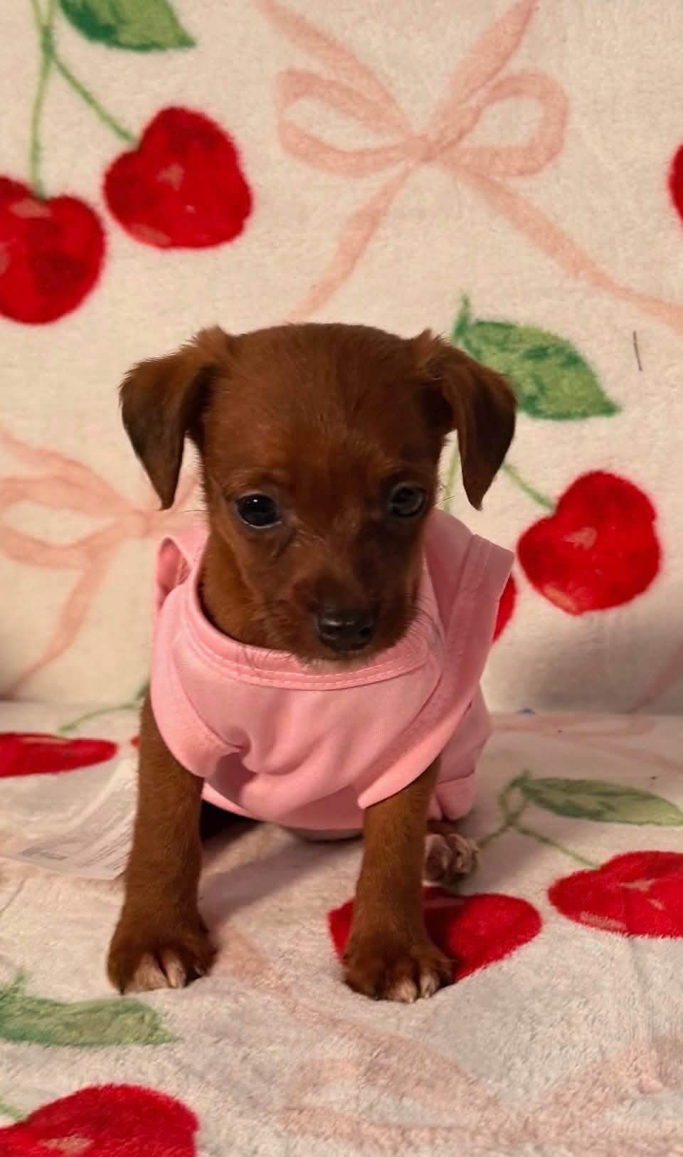 Betty, Adoptable, Puppy Female Jack Russell Terrier & Poodle.