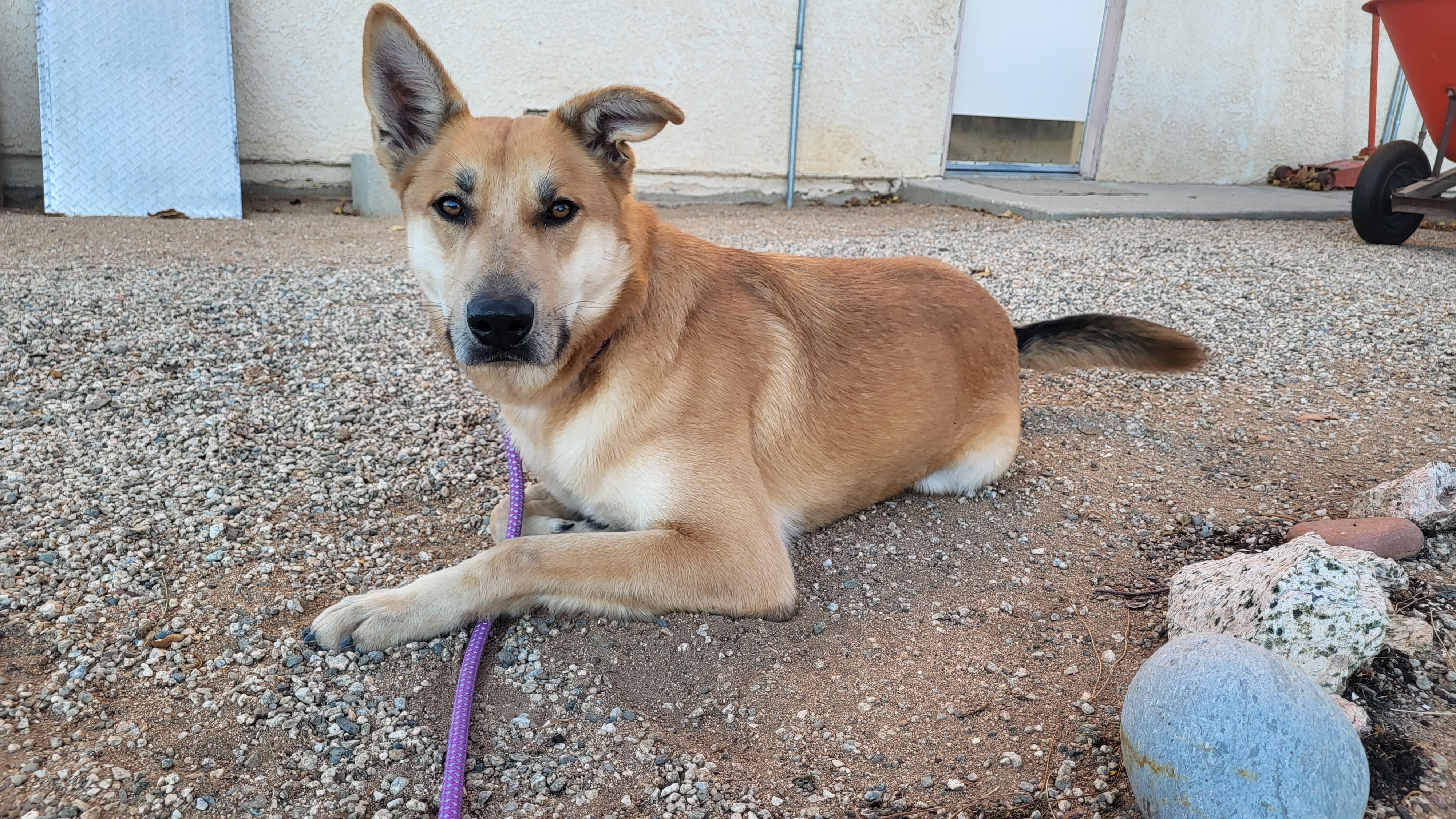 Diego, Adoptable, Adult Male German Shepherd Dog & Husky.
