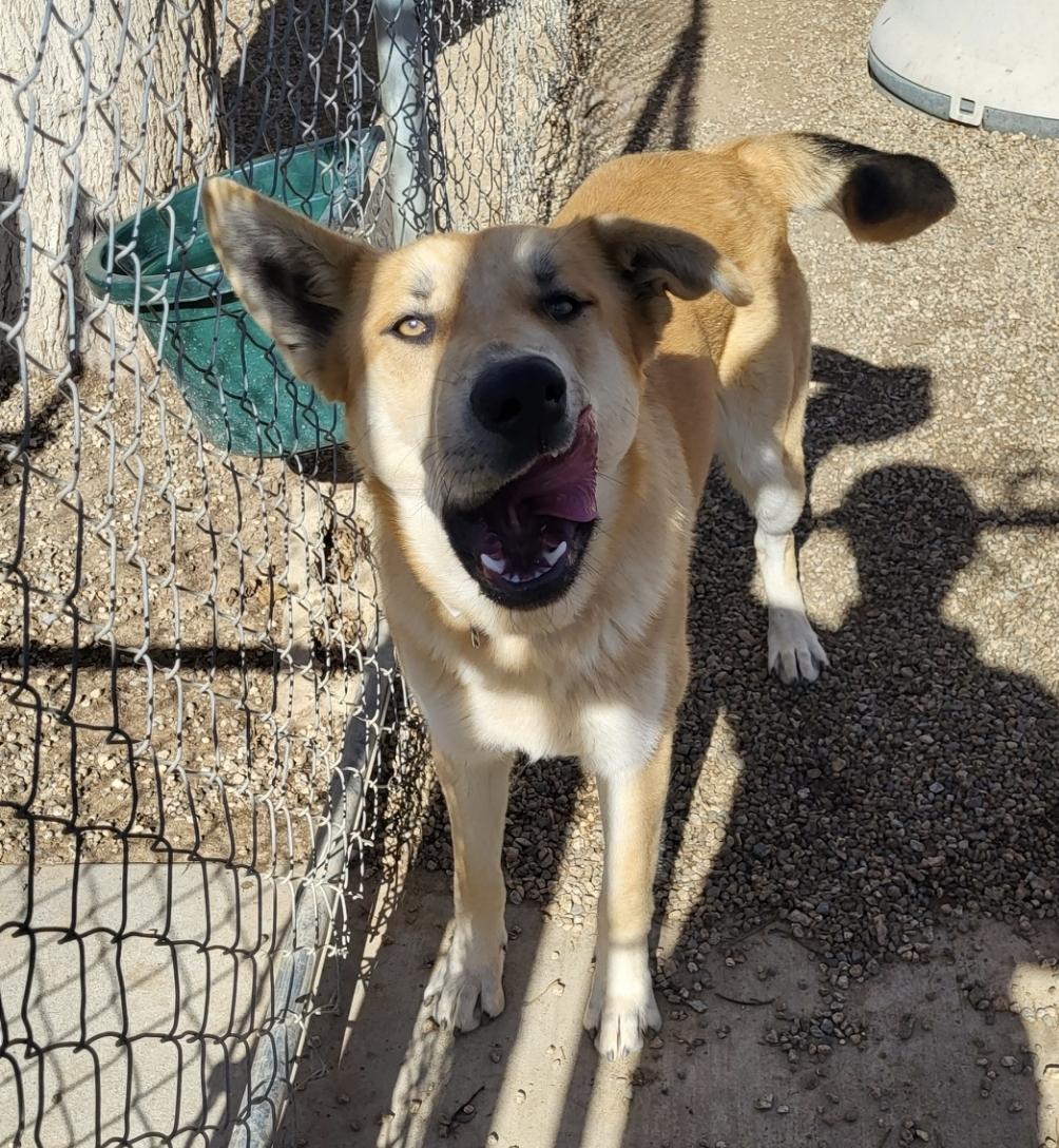 Enlarge Diego, a Adoptable mixed breed in Lancaster, CA image 3/4