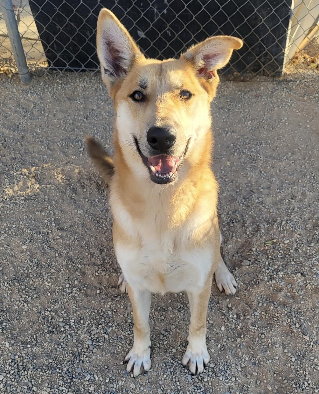 Enlarge Diego, a Adoptable mixed breed in Lancaster, CA image 1/4