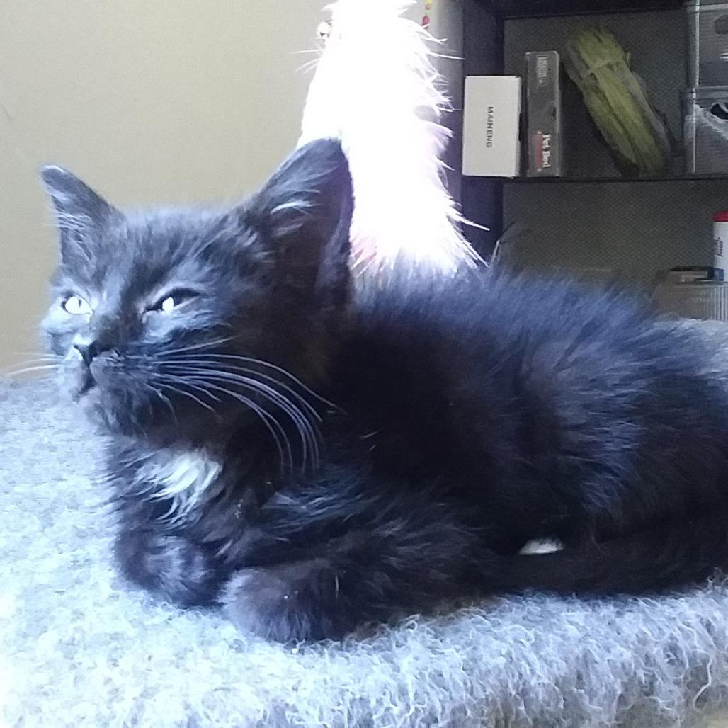 Enlarge Mimi, a Adoptable Domestic Short Hair in Fairfax, VA image 1/1