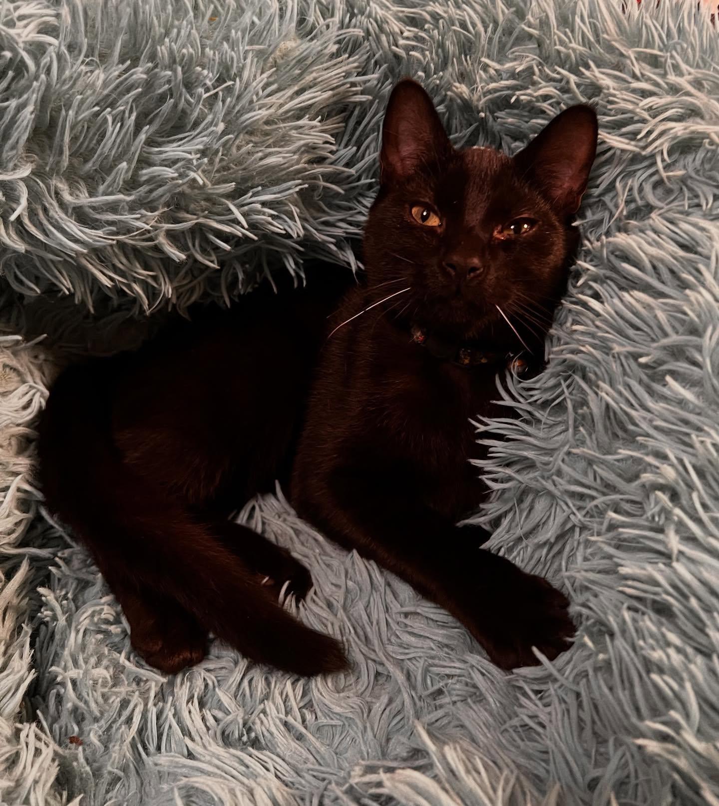 Coal, Adopted, Young Male Tabby.