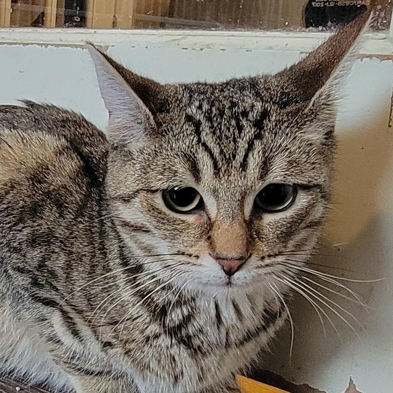 Enlarge  Gucci, a Adoptable Domestic Short Hair in Waterdown, ON image 1/1