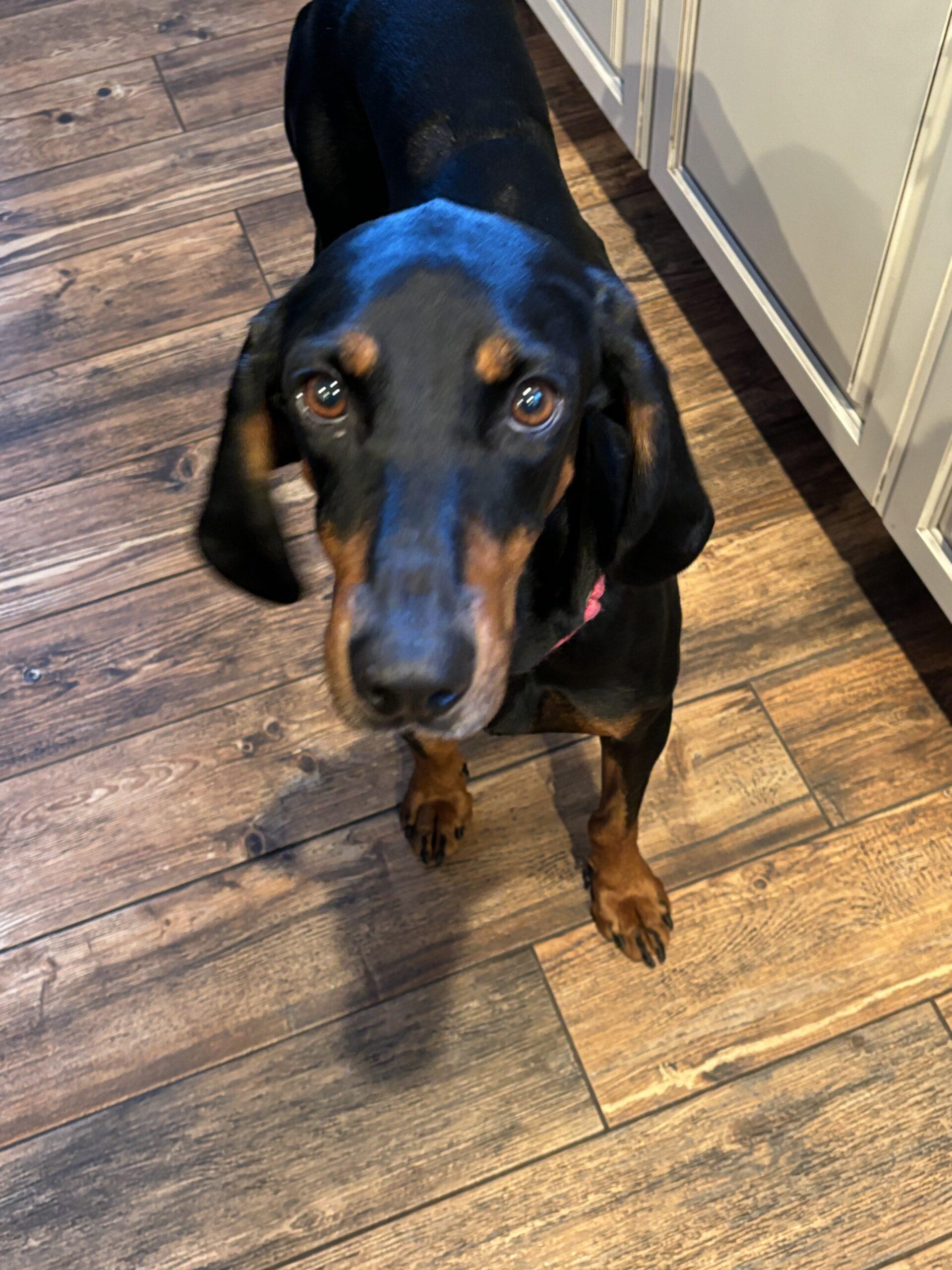 Maple, Adoptable, Adult Female Coonhound.