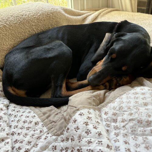 Enlarge Maple, a Adoptable Coonhound in Clinton, NJ image 2/4