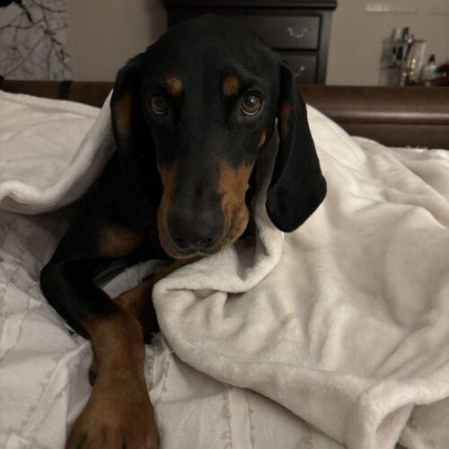 Enlarge Maple, a Adoptable Coonhound in Clinton, NJ image 3/4