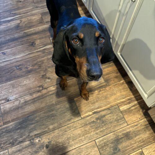 Enlarge Maple, a Adoptable Coonhound in Clinton, NJ image 4/4