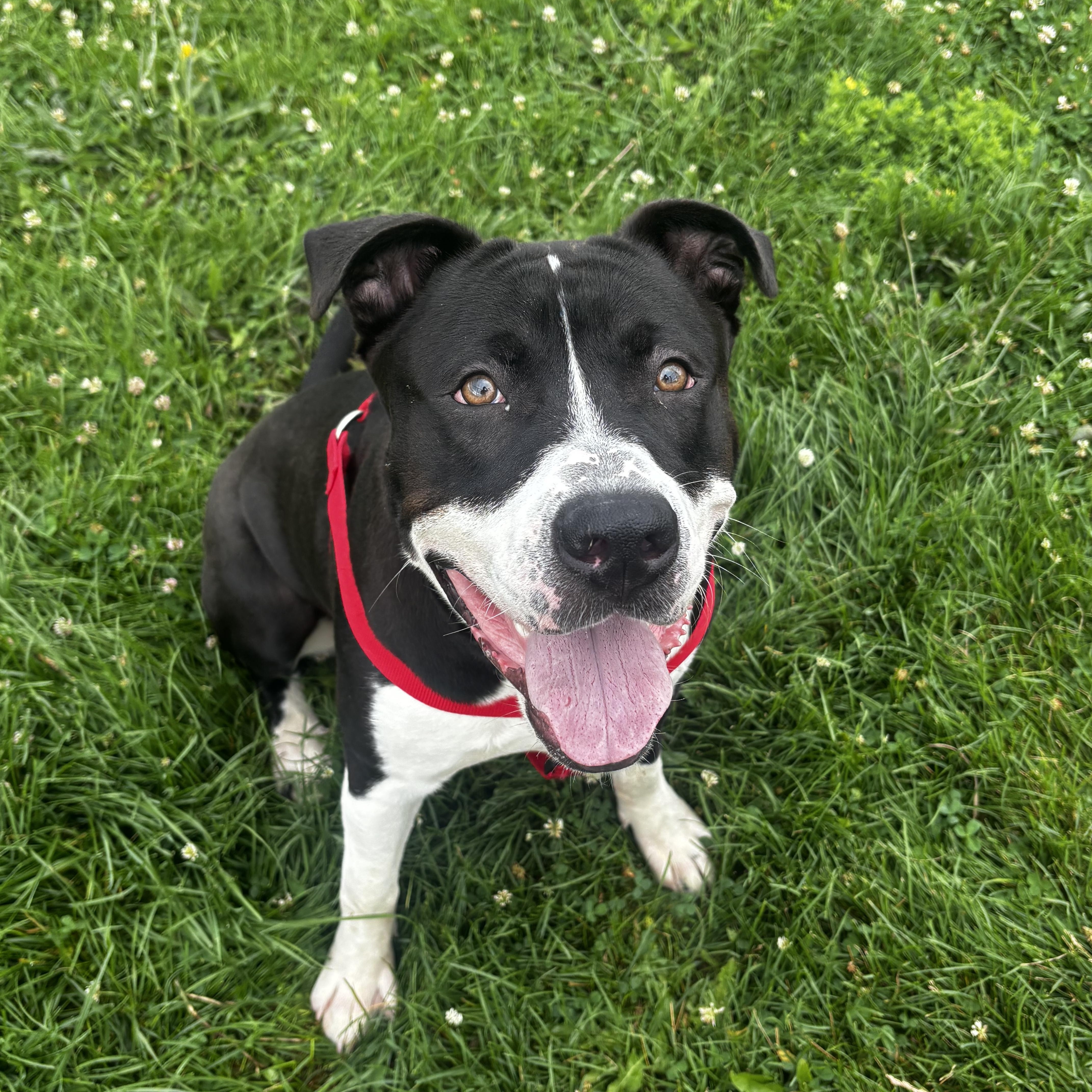 Rocky, a ADOPTABLE Terrier in Dodgeville, WI image 1/3