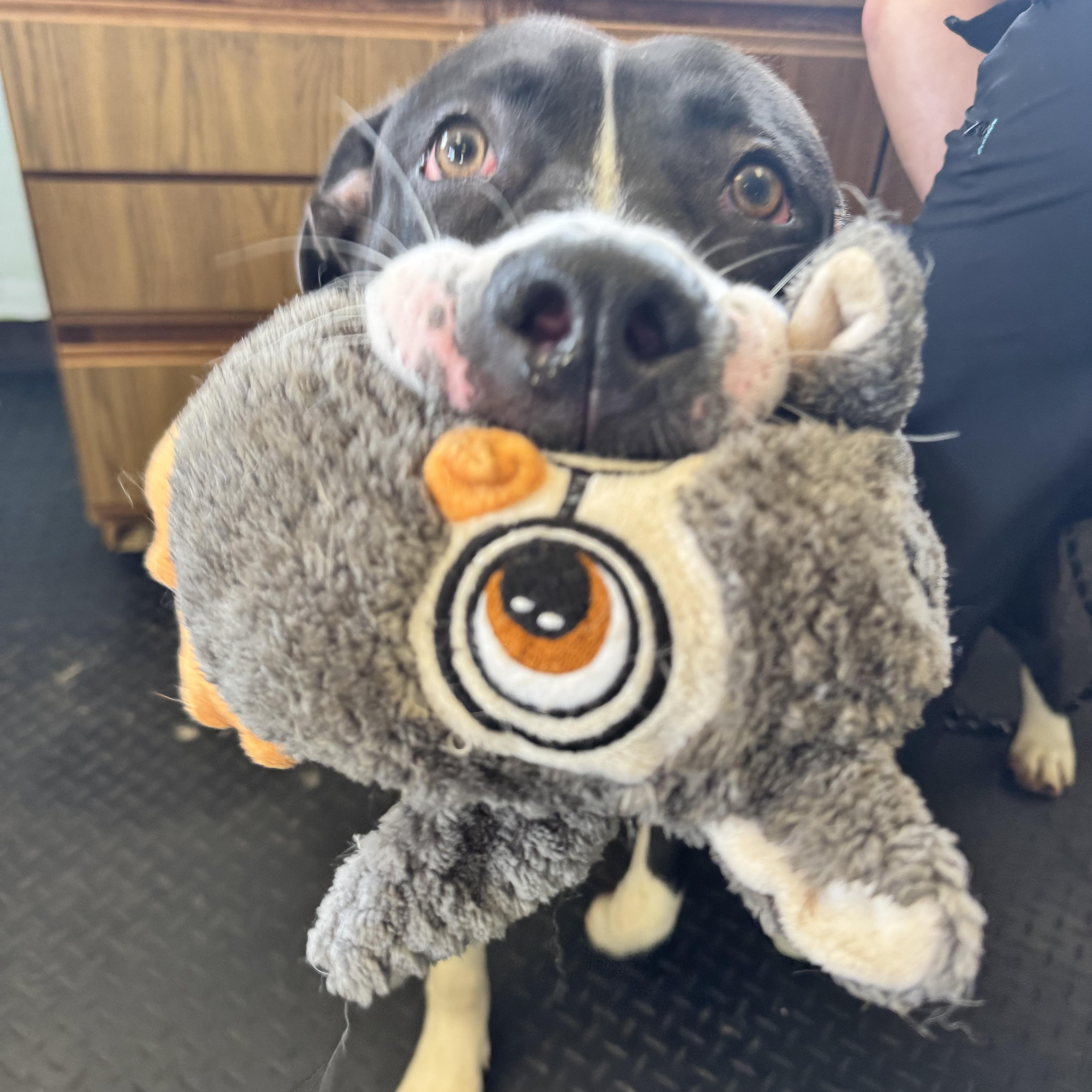 Rocky, a ADOPTABLE Terrier in Dodgeville, WI image 3/3