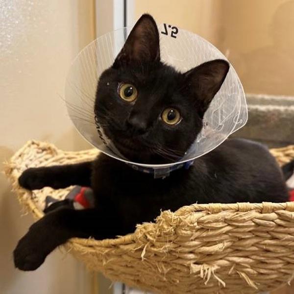 Enlarge Snoop Dogg, a Adoptable mixed breed in Walnut Creek, CA image 1/6