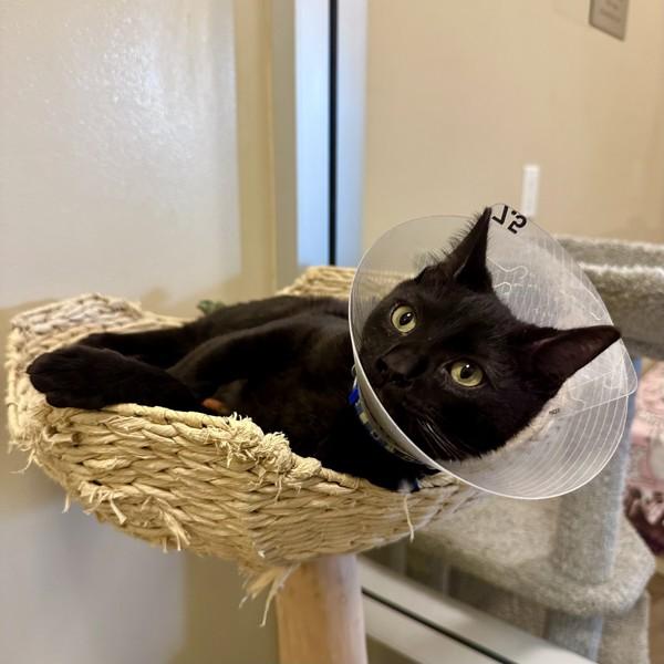 Enlarge Snoop Dogg, a Adoptable mixed breed in Walnut Creek, CA image 2/6