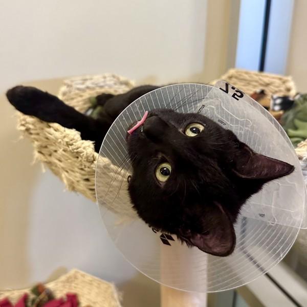 Enlarge Snoop Dogg, a Adoptable mixed breed in Walnut Creek, CA image 3/6