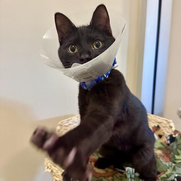 Enlarge Snoop Dogg, a Adoptable mixed breed in Walnut Creek, CA image 4/6