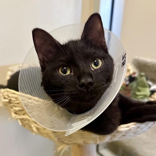 Enlarge Snoop Dogg, a Adoptable mixed breed in Walnut Creek, CA image 6/6