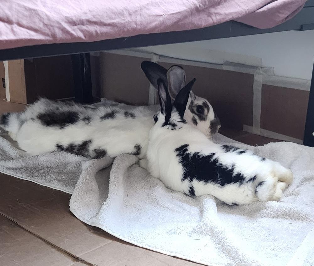 Cabbage, Adoptable, Adult Female Bunny Rabbit.