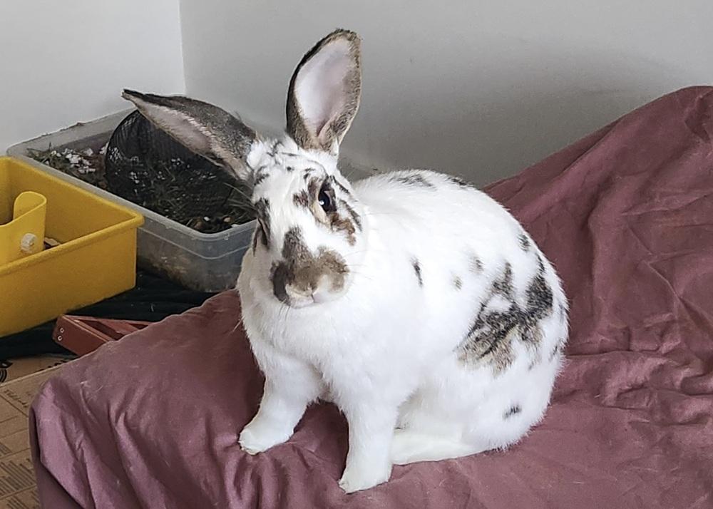 Cabbage, a Adoptable mixed breed in Westford, MA image 2/6