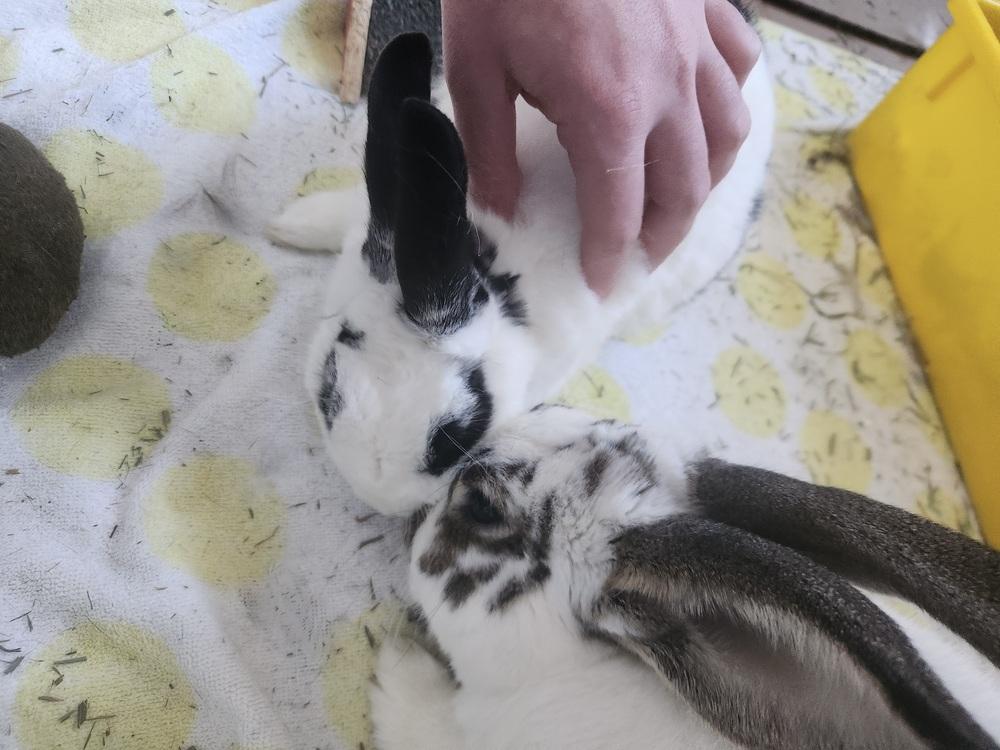 Cabbage, a Adoptable mixed breed in Westford, MA image 3/6