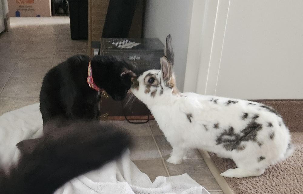 Cabbage, a Adoptable mixed breed in Westford, MA image 4/6