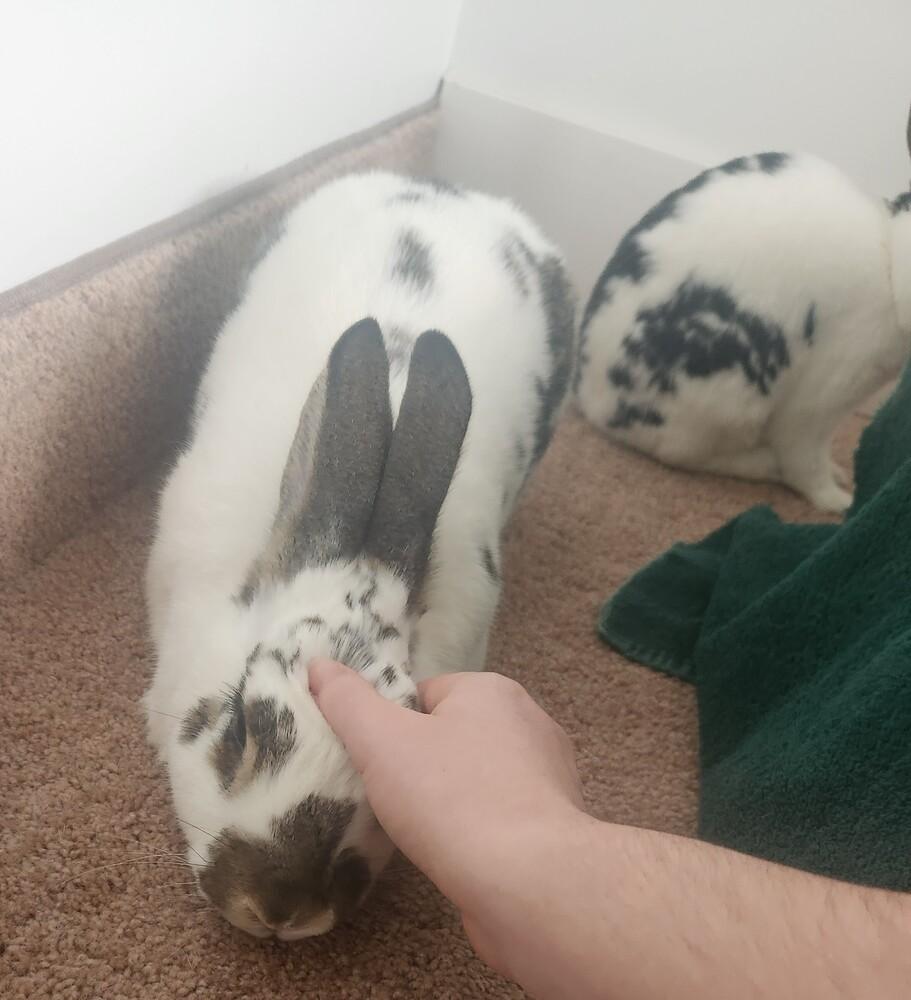 Cabbage, a Adoptable mixed breed in Westford, MA image 5/6