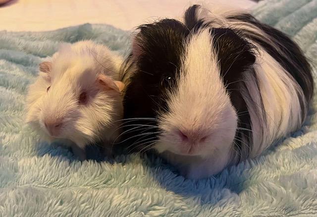 Enlarge Oreo & Crackle, a Adoptable mixed breed in Fort Collins, CO image 1/4