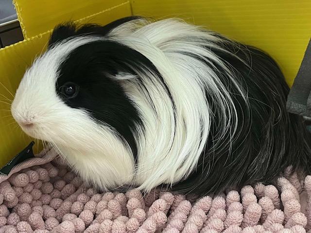 Oreo & Crackle, Adoptable, Young Male Silkie / Sheltie & Abyssinian.