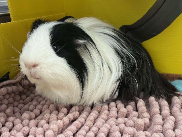 Enlarge Oreo & Crackle, a Adoptable mixed breed in Fort Collins, CO image 3/4
