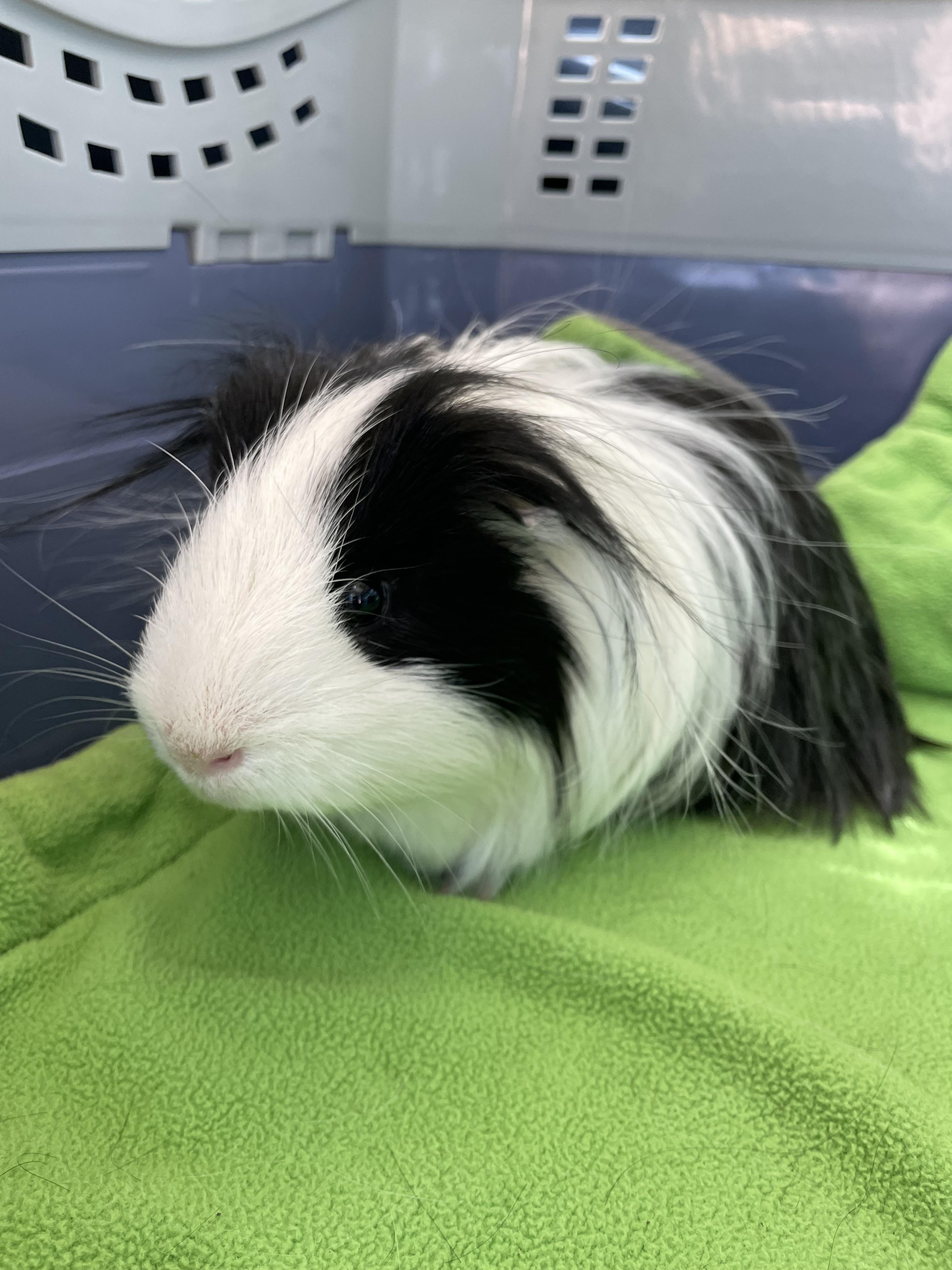Enlarge Oreo & Crackle, a Adoptable mixed breed in Fort Collins, CO image 4/4